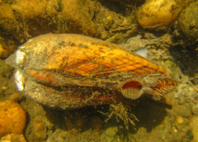 Outdoor Radio: Endangered Freshwater Mussels