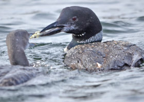 Loon Chicks on Caspian Lake: Flying, Feeding, and Finding A Friend