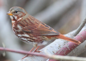 Fox Sparrows: A Boreal Bird on the Move