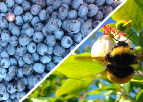 The Secret to Better Berries? Wild Bees