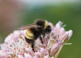 Study Reveals Striking Decline of Vermont’s Bumble Bees