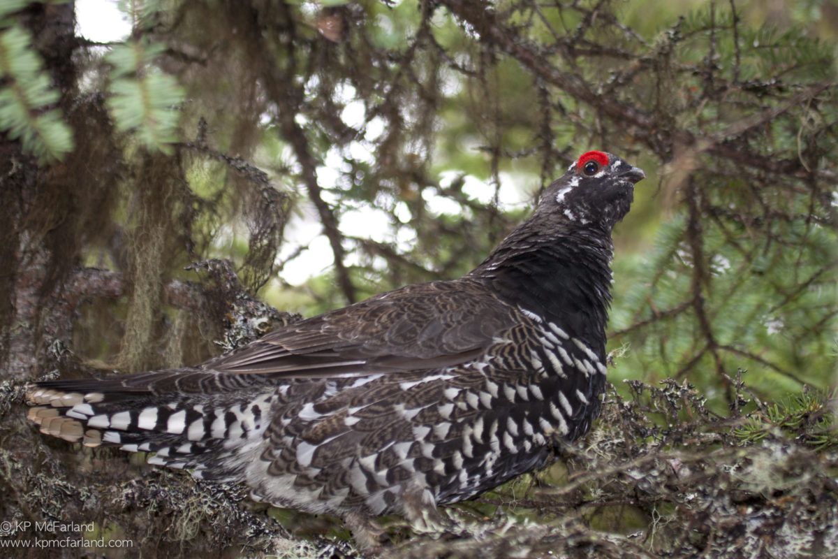 Spruce Grouse spend much of the winter in the canopy. © Kent McFarland