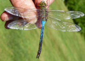 Move over Monarchs: VCE and Colleagues Reveal Astonishing Dragonfly Migration