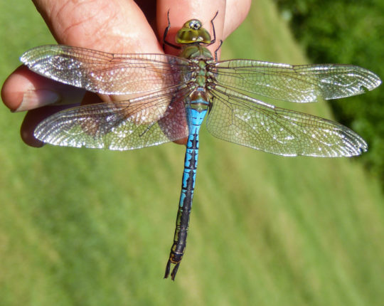 press release green darner migration | Vermont Center for Ecostudies