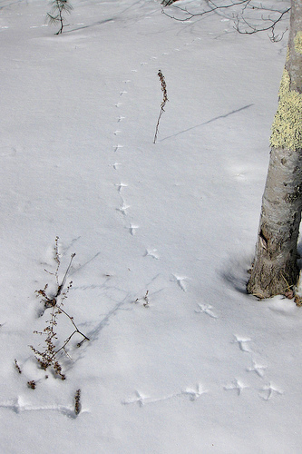 7727, , grouse track Larry Clarfeld, Ruffed Grouse tracks in snow. / © Larry Clarfeld, , image/jpeg, https://vtecostudies.org/wp-content/uploads/2018/12/grouse-track-Larry-Clarfeld.jpg, 333, 500, Array, Array © Larry Clarfeld