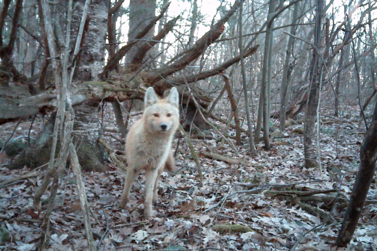 Coyote eyeing a motion-sensing camera © Nathaniel Sharp