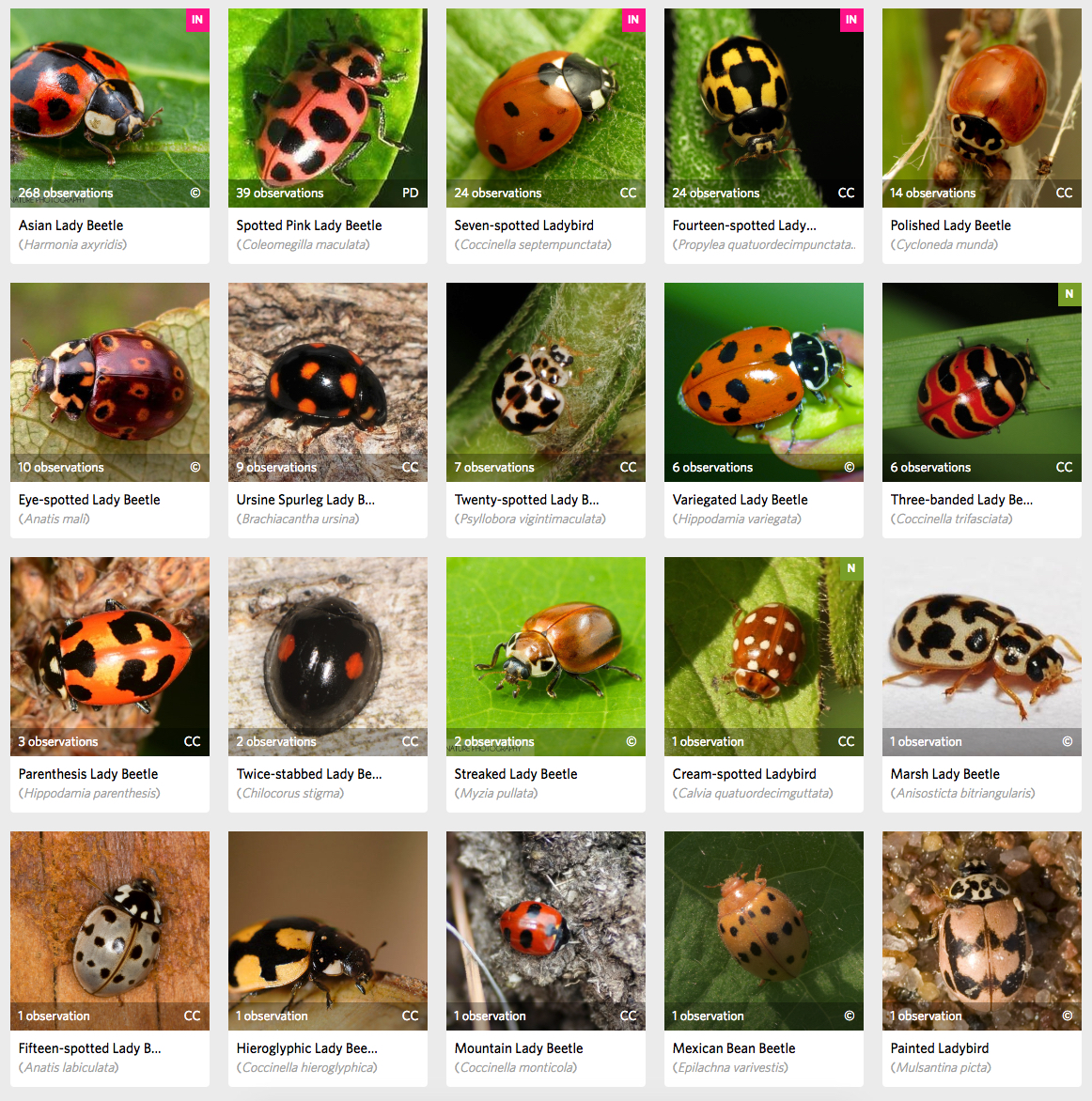 Why are there so many ladybugs and lady beetles?