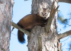 Outdoor Radio: Searching for the Elusive American Marten