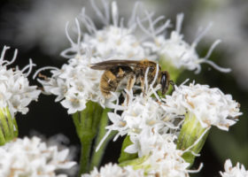 Get the Buzz on the New Vermont Wild Bee Survey