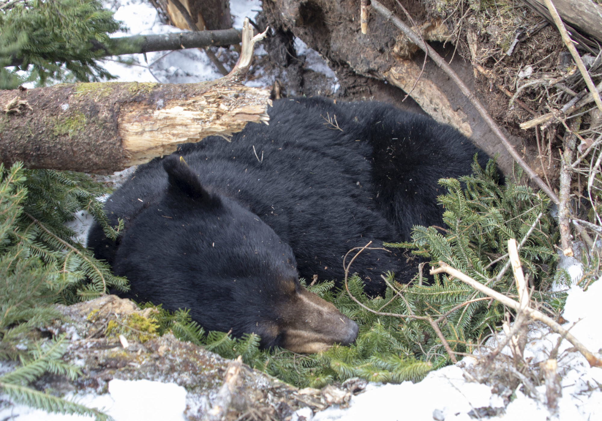 Stark, a radio collared male bear, rests on his bed of balsam fir in his den after being checked by biologists. Soon after this image was taken, they covered his den back over with the logs, sticks, and snow to let him rest for the remainder of winter.  K.P. McFarland