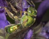 A small, metallic green bee (Silky Striped Sweat Bee) on a dark purple flower