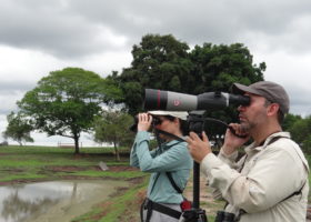 From New England to Colombia, Migratory Species Rely on Grassland Ambassadors - Part II