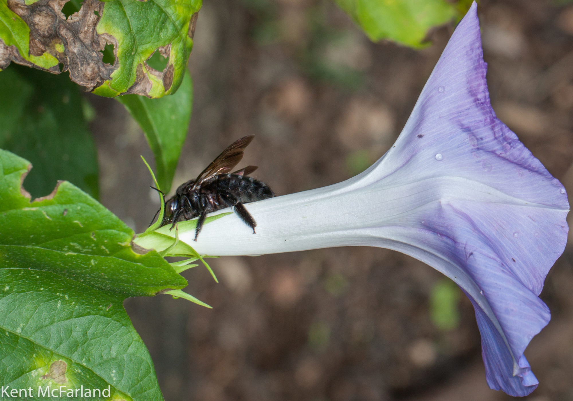 An introduced Sonoran Carpenter Bee (Xylocopa sonorina) robs a flower in Hawaii. @ K.P. McFarland