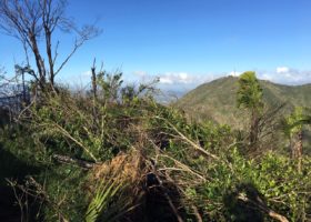 VCE and Colleagues Quantify Effects of Hurricanes Irma and Maria on Puerto Rico's Forest Birds