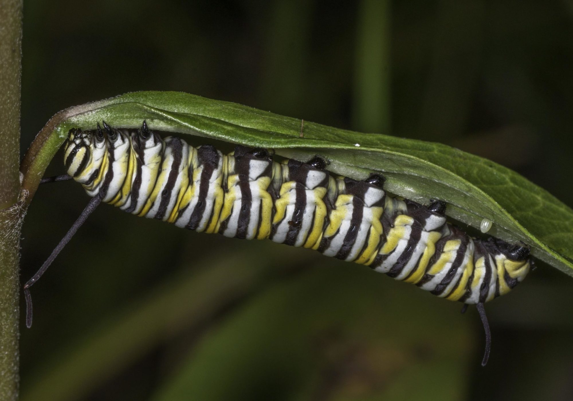 A Monarch caterpillar notches a milkweed leaf to help slow the flow of sap before feeding. An unhatched egg is stuck to the underside of the leaf near the end of the caterpillar. © K.P. McFarland