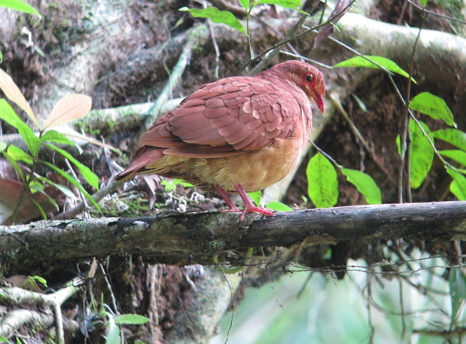 Ruddy Quail-Dove / © Félix Uribe (CC BY-SA 2.0)