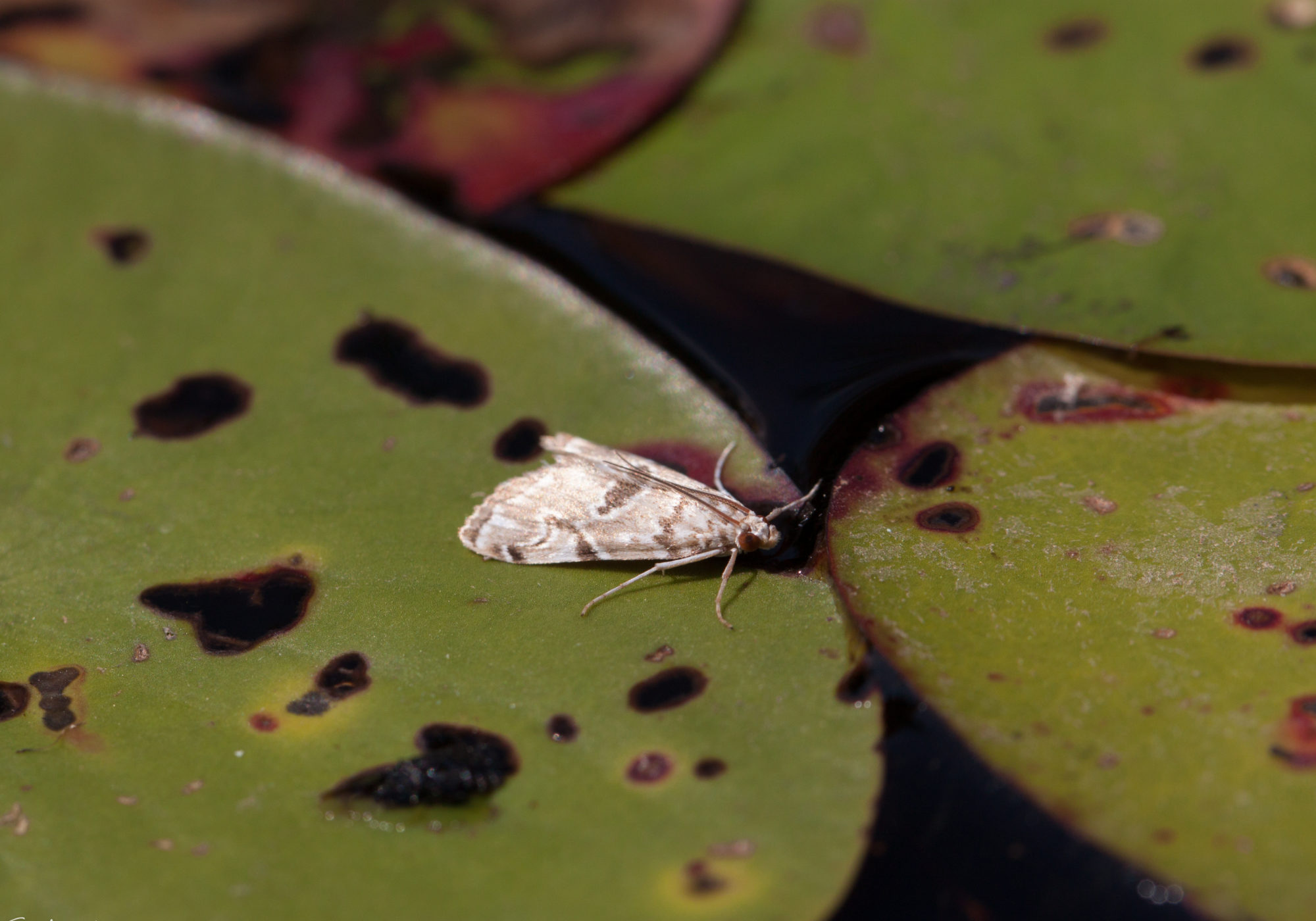 A tiny Waterlily Borer Moth (Elophila gyralis) on a lily pad. © K.P. McFarland licensed under CC-BY-NC
