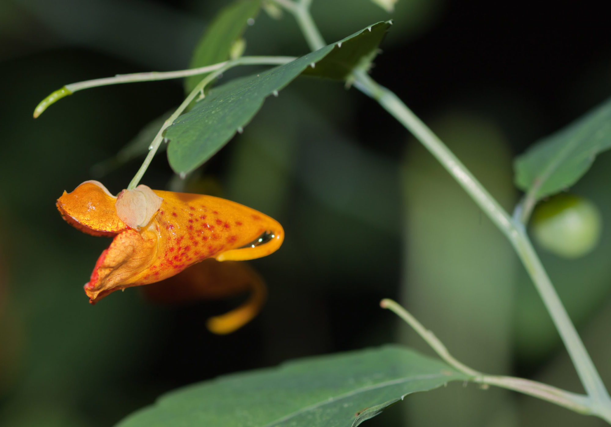 Orange Jewelweed (Impatiens capensis) flower. © K.P. McFarland