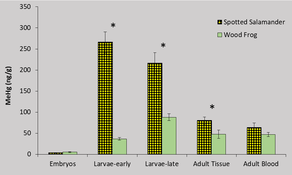 Methylmercury (MeHg) concentrations in Spotted Salamander and Wood Frog eggs (dry weight), larvae (dry weight), and adult tissue (dry weight) and blood (wet weight) from Vermont vernal pools. Asterisks indicate significant difference between species within life stage.