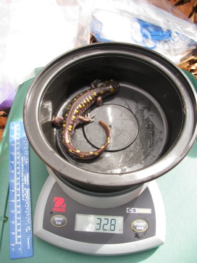 An adult Spotted Salamander being weighed before collecting blood and tissue samples for mercury analysis. / © Steve Faccio