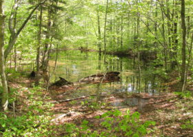 VPAtlas Places Statewide Vernal Pool Data at Your Fingertips