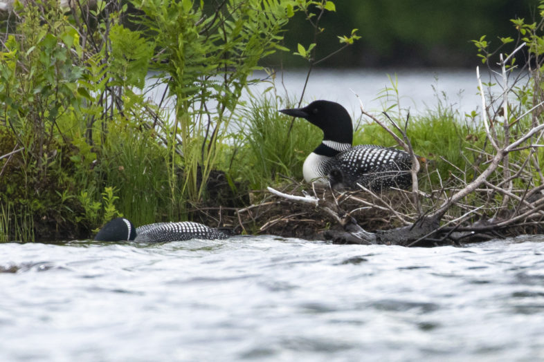 Nest on Kent Pond / © Paul Holmes
