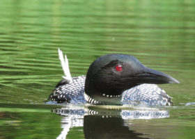 Injured loon on Colby Pond / © Susan Hindinger