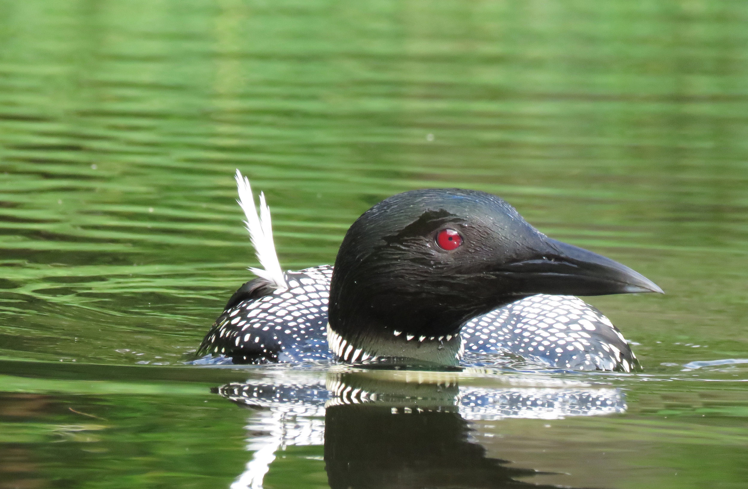 Injured loon on Colby Pond / © Susan Hindinger