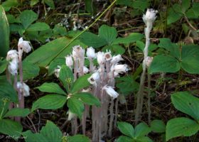 Indian Pipe, also known as Ghost Pipe, sticks its pale, non-photosynthetic stalks and flowers up through the forest floor in late summer. / © K.P. McFarland