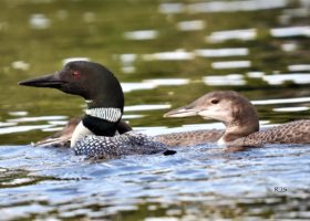 An adult loon and large chick cruise Maidstone Lake in Vermont's Northeast Kingdom. / © Becky Scott