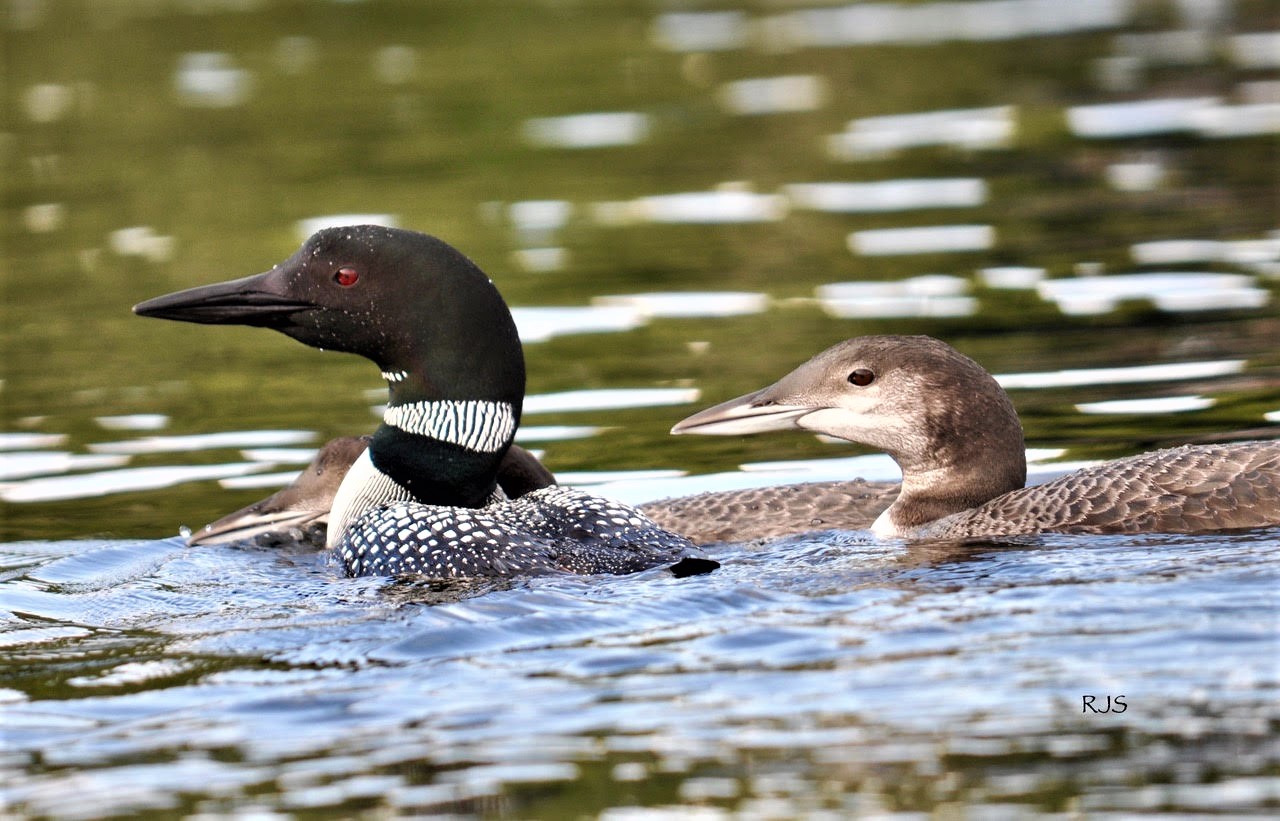 An adult loon and large chick cruise Maidstone Lake in Vermont's Northeast Kingdom. / © Becky Scott
