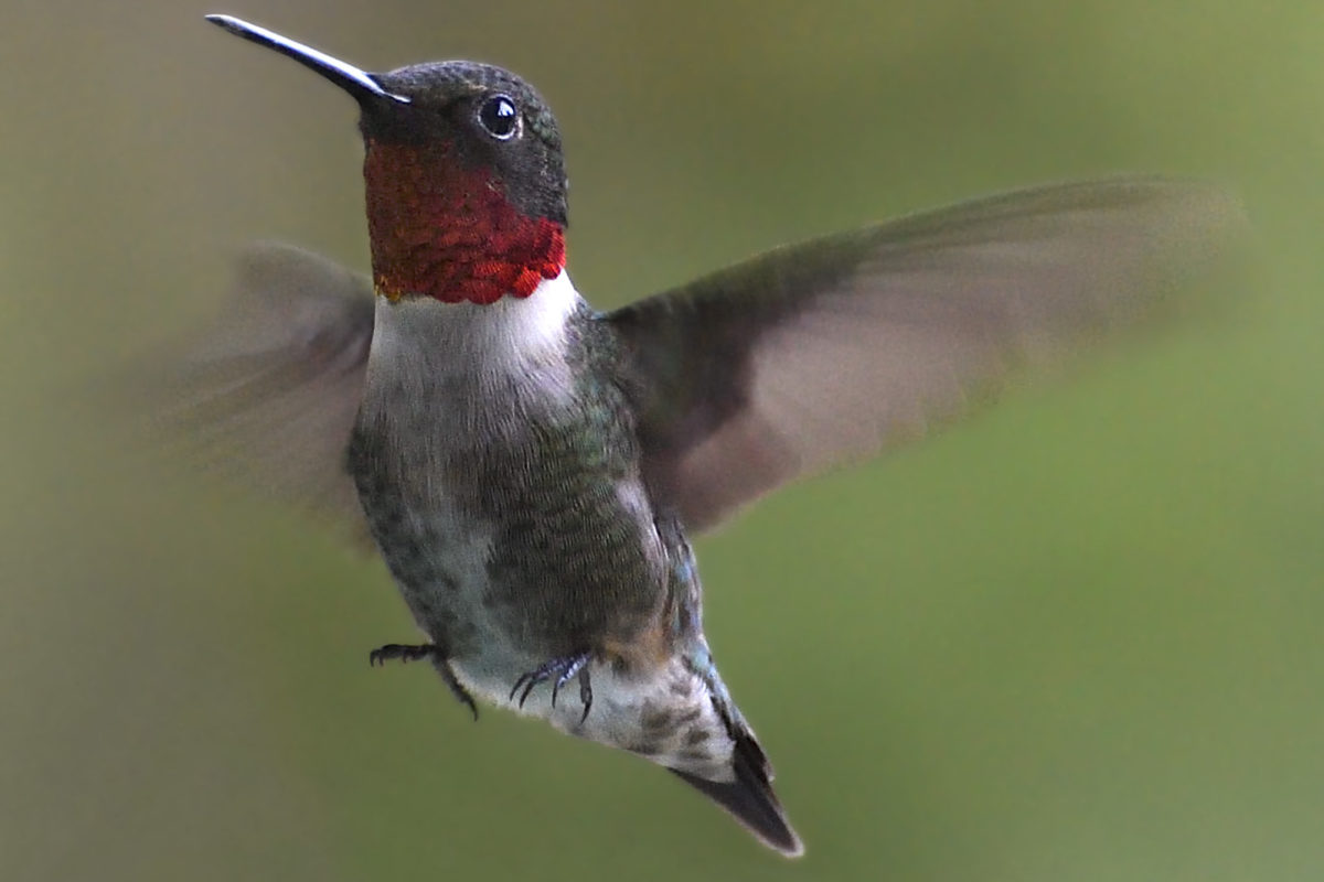 Ruby-throated Hummingbird in flight Michael Sargent