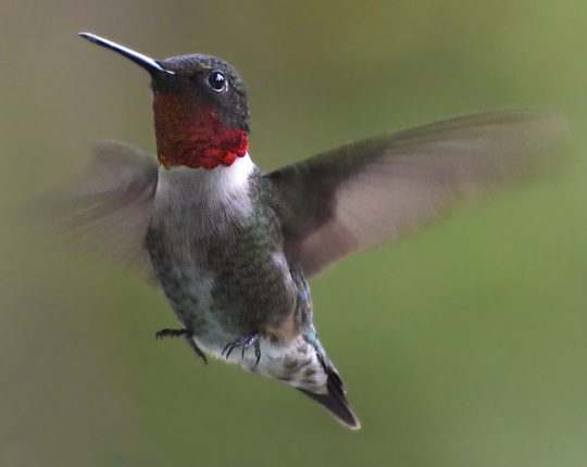 Ruby-throated Hummingbird © Michael Sargent