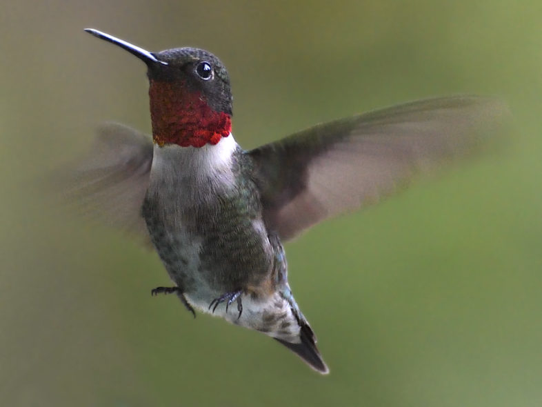 Ruby-throated Hummingbird in flight / © Michael Sargent