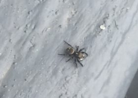 Introduced Jumping Spider Spotted in Vermont for First Time