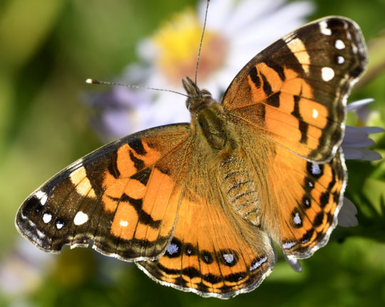 American Lady butterfly. (Notice the tiny white dot within the field of orange on the forewing. Painted ladies do not have this dot!) / © Michael Sargent