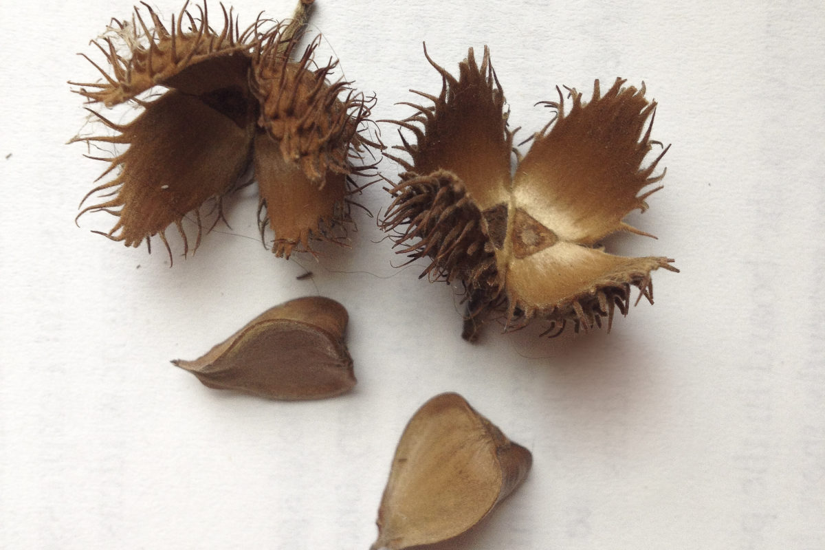 American Beech husks and nuts. © K.P. McFarland