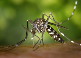 Asian Tiger Mosquito Found in Vermont