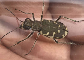 Outdoor Radio: Hunting for Tiny But Ferocious Tiger Beetles