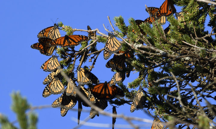 Monarchs roosted on the spruce trees by the hundreds. / © Michael Sargent