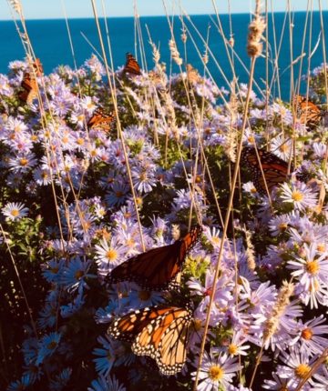 Monarchs nectaring and resting on the asters. / © Rebecca Lovejoy