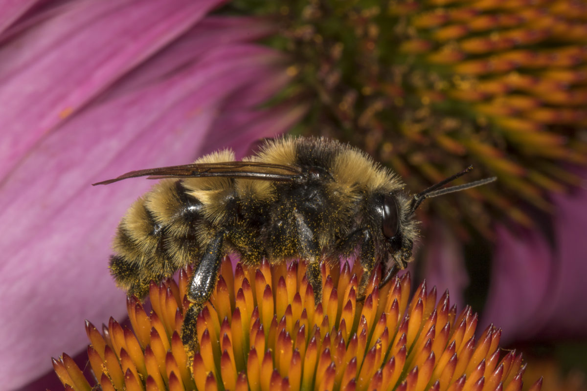 Northern Amber Bumble Bee <i>(Bombus borealis)</i> drone © Kent McFarland