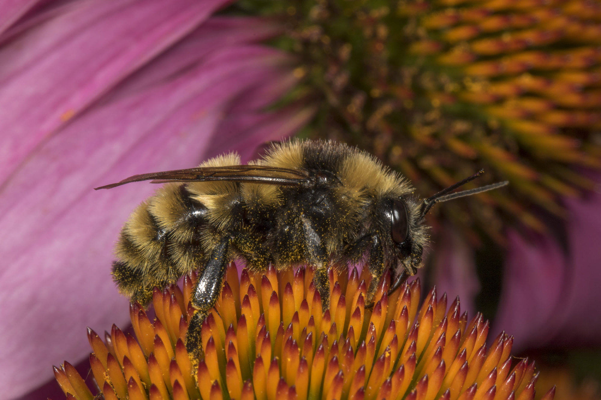 A drone Northern Amber Bumble Bee nectaring cone flower. © K.P. McFarland