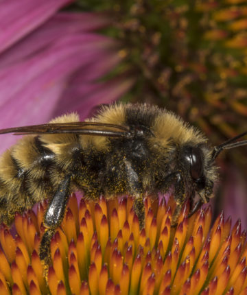 Northern Amber Bumble Bee © K.P. McFarland