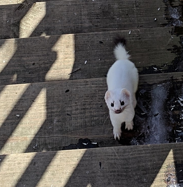 Short-tailed weasel seen in Groton, Vermont and photographed by Virginia Clark on March 28th 2019. © Virginia Clark