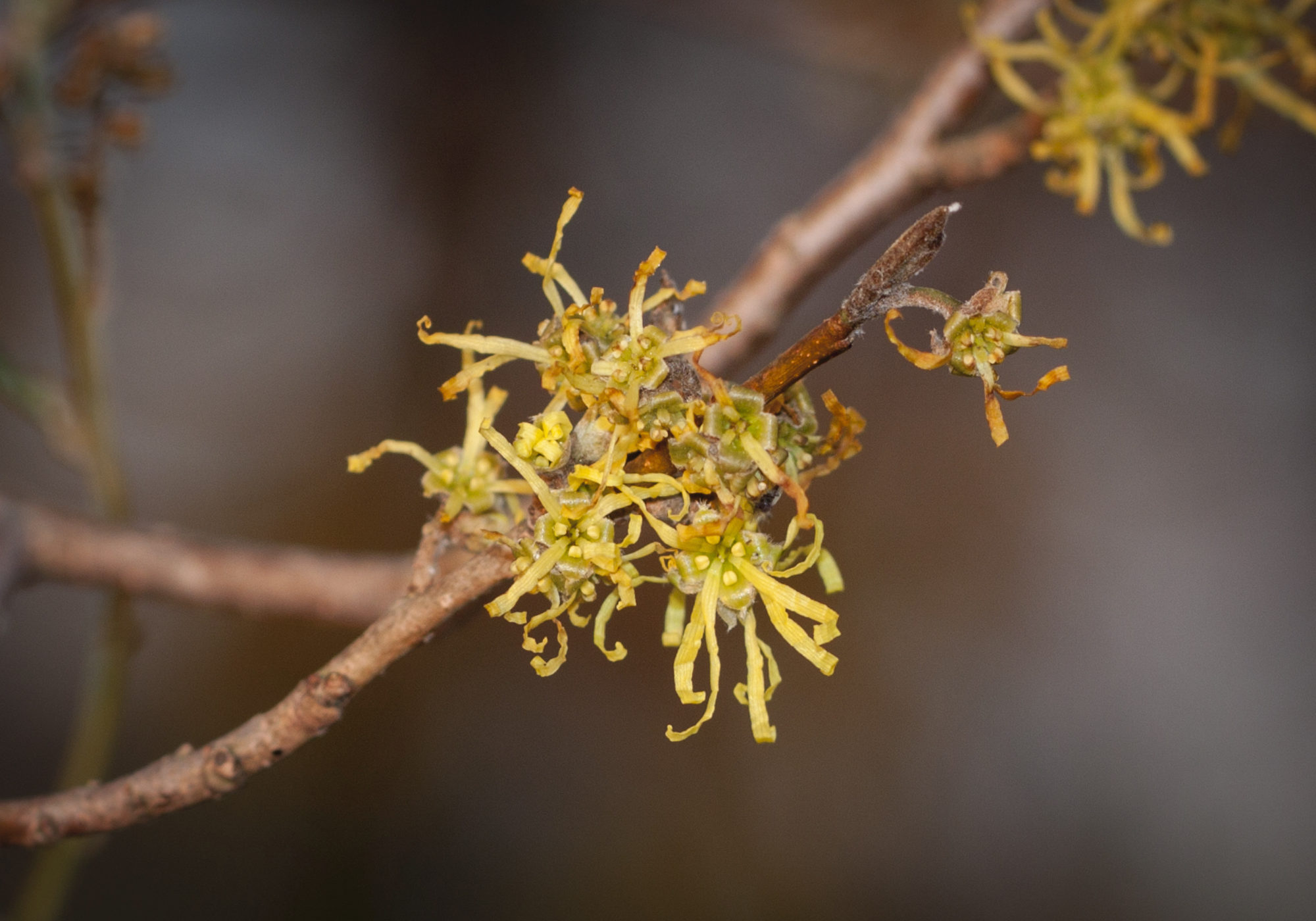 The yellow streamers of a Witch-hazel bloom. © K.P. McFarland