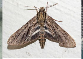 iNaturalists Discover More New Moths for Vermont