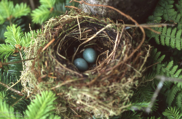 Bicknell's thrush nest on Mt. Mansfield © Kent KcFarland