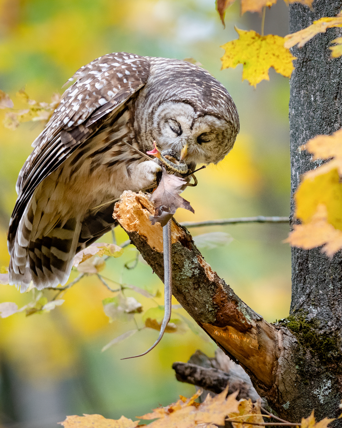 owl eating snake