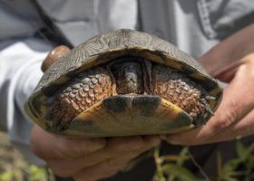 Outdoor Radio: Following Wood Turtles